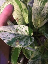 ポトスに似た葉で 葉の周りがピンク色の植物の名前教えてください Yahoo 知恵袋