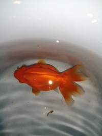 金魚の赤斑病について 金魚の個体に赤い斑点が出ているのに気づき 昨日か Yahoo 知恵袋