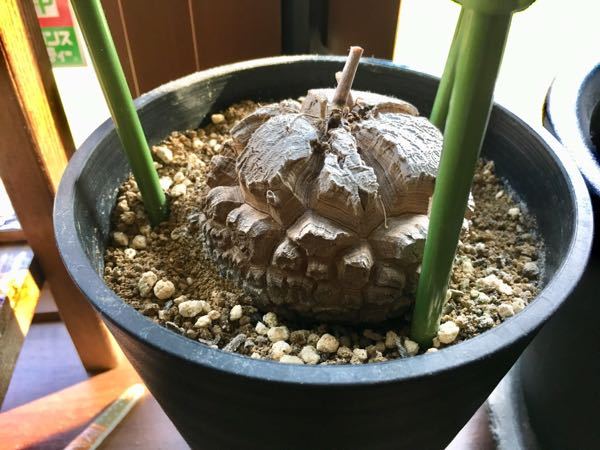 アフリカ亀甲竜について - 夏前に葉を全部落とし休眠に入った