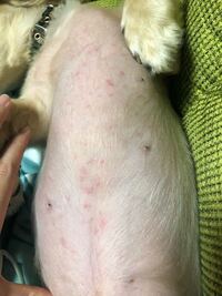 トリミングでお腹にたくさんの小さな傷 今日 愛犬をトリミングに連れて行きまし Yahoo 知恵袋