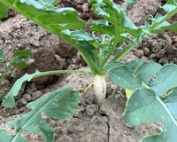 誰が為に鐘は鳴る ってどういう意味ですか イギリスの詩人 ジョ Yahoo 知恵袋