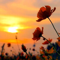 夕暮れの海に頬を染めた君が誰よりも何よりも一番好きだった Yahoo 知恵袋