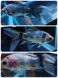 金魚の尾が切れているみたいですが治るのでしょうか 治りますよ Yahoo 知恵袋
