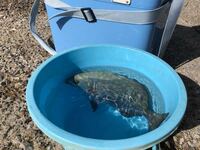 小笠原の父島の二見港の堤防で ルアーやワームを投げて釣れる可能性のある魚 Yahoo 知恵袋