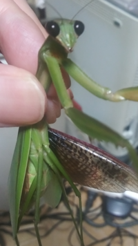 カマキリの食べ物について教えてください 現在カマキリを飼っています 時 Yahoo 知恵袋