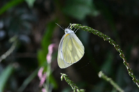 なぜ モンシロチョウは 葉の表 おもて ではなく 葉の裏 う Yahoo 知恵袋