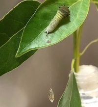 アオスジアゲハの幼虫のお尻から出てきた寄生虫が繭を作りました 糸を吐い Yahoo 知恵袋