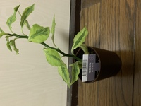 観葉植物の鉢の土が見えないように 鉢の上に敷く 茶色のふわふわのも Yahoo 知恵袋