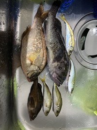 魚種を教えて下さい昨夜 北海道の岩内漁港 日本海側 で釣りました 写真 Yahoo 知恵袋