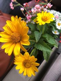 ミニヒマワリです 摘心すると良いと聞きました この葉っぱのどれ Yahoo 知恵袋