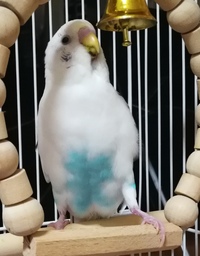 セキセイインコ同士について質問です インコ同士でくちばしをつつきあ Yahoo 知恵袋