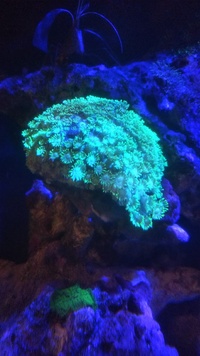 ハナガササンゴのポリプが伸びてませんが状態はいかがでしょうか Yahoo 知恵袋