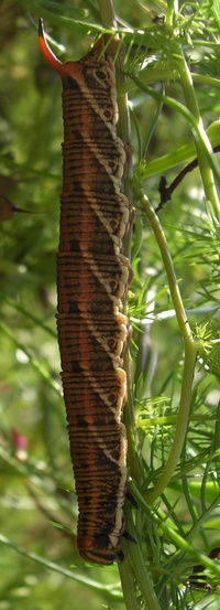 世界一大きな幼虫 芋虫 の画像と名前を教えてください ヒ Yahoo 知恵袋