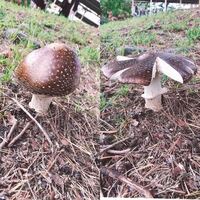 メダカってぶくぶくなしでも飼えますか 酸素は水面からも取り入 Yahoo 知恵袋