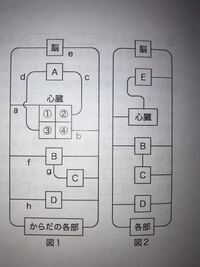 心臓や肺や胃の模式図で 例えば右心房なら図にすると左側にありますが Yahoo 知恵袋