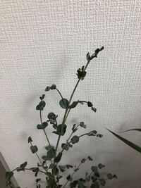 鉢植えユーカリの葉がパリパリに 剪定方法 を教えてください １週間前は Yahoo 知恵袋