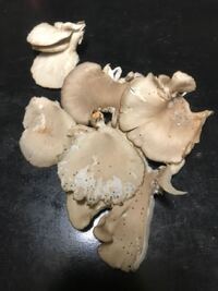 イチジクの切り株から生えてたキノコです これはなんという名前か教 Yahoo 知恵袋