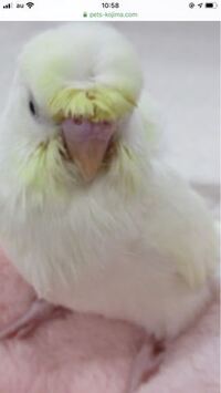 セキセイインコのなつかせ方 僕は生後3週間のセキセイインコを飼い始めま Yahoo 知恵袋