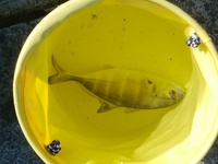 海釣りで釣れた魚の種類を教えて下さい海釣りでこの魚が釣れましたが 種類 Yahoo 知恵袋