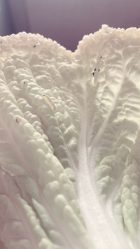 白菜や大根の苗につく虫で黒い3ミリぐらい 触るとポロリと地面におちて駆除 Yahoo 知恵袋