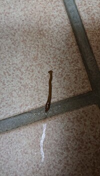 犬の散歩の後に前足に引っ付いていた虫ですどんな虫か分かります Yahoo 知恵袋