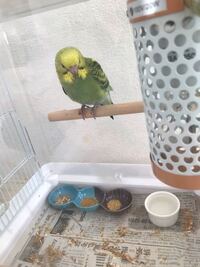 鳥ゲージの餌入れに入れる餌の量 初めてセキセイインコを飼って Yahoo 知恵袋