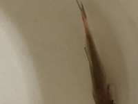 金魚の右胸ヒレが動かなくなって 金魚も元気が無く ただ浮かんで Yahoo 知恵袋