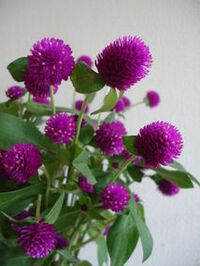 花の名前を教えて下さい 今の時期に咲く花で紫色のボンボンが沢 Yahoo 知恵袋