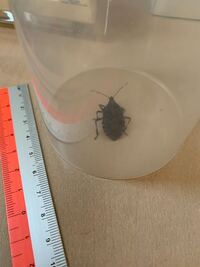 先程 カメムシ のような虫を捕獲しました これはカメムシでし Yahoo 知恵袋