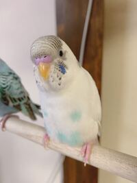 うちのセキセイインコ 1歳に関する質問です 最近産卵しまして Yahoo 知恵袋