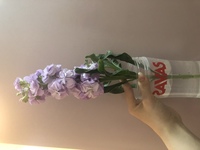 花瓶の水ってどれくらいの量が適切なんですか 高さセンチぐらいの花 Yahoo 知恵袋