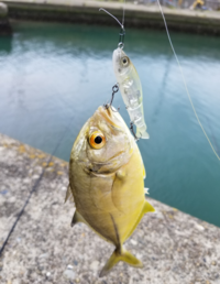 シガテラ毒が恐いのですが 皆さんはメッキ ギンガメアジ等の幼魚 Yahoo 知恵袋