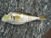 今朝釣った魚です なんという魚ですか シロサバフグ ドクサバフグ どち Yahoo 知恵袋