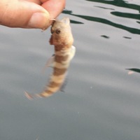 ハゼの種類について先日 日本海側の漁港で釣りをしていた際に可 Yahoo 知恵袋
