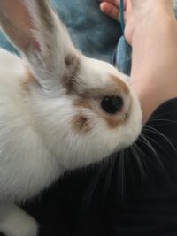 うさぎが服をずっと舐めています 栄養不足ですか 何をあげたらいいの Yahoo 知恵袋