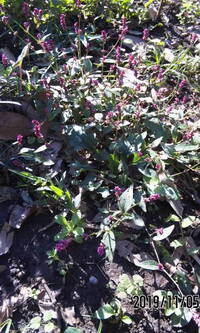 道端に咲いている 紫の小さな花が穂の様な可愛らしい草の名前を教えてくだ Yahoo 知恵袋