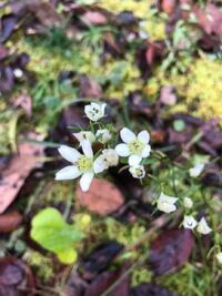 この花の名前と花言葉教えてください ガクアジサイ ダンスパーティー Yahoo 知恵袋