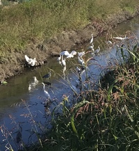 鳥の鷺 サギ の発音って ギの方が上がりますか 下がりますか 標準語の Yahoo 知恵袋