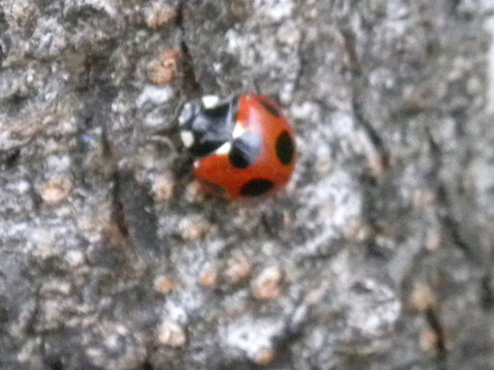 てんとう虫の黒い点の数は多い少ないがありますか 岐阜県美濃加茂市で 撮 Yahoo 知恵袋