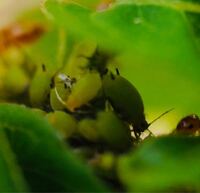蟻とアブラムシは共生していますが 肉食の蟻はアブラムシを食べるの Yahoo 知恵袋