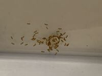 閲覧注意 虫の写真有り 最近米を洗っていてすごく小さい虫が浮い Yahoo 知恵袋