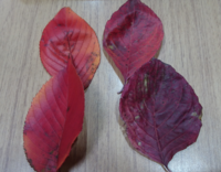 落ち葉の種類 左はソメイヨシノの桜の木の枯れ葉ですが 右が何の枯れ葉か Yahoo 知恵袋