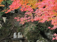 京都の紅葉はＢＥＳＴ日は何日になるでしょうか？ 一般的には11月23日24日連休が昔から一番良い日とされてますが近年の温暖化で11月３０日／12月1日が良い様にも思います。

先日、京都の一番早いとされる 高雄の神護寺に行って来ました。見頃と言う事で行きましたがもっと紅葉するのではないか？とも思いました。確かにモミジは九分咲きで見頃ですが、その他の木々の紅葉はまだでした。森全体が紅葉する...