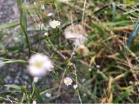 外出自粛の子供のために理科の実験でやった 花を食紅で染める実験中です 花材は Yahoo 知恵袋