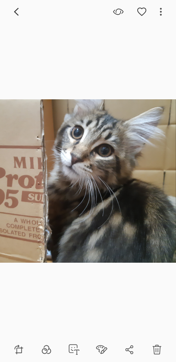 猫肺水腫メインクーン一歳半 - 今日、動物病院に行きましてレントゲン 