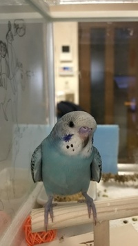 セキセイインコ1ヶ月半程です この子は男の子でしょうか 女の子でしょう Yahoo 知恵袋