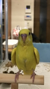 セキセイインコ1ヶ月半程です この子は男の子でしょうか 女の Yahoo 知恵袋