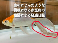 金魚のエルバージュエースでの薬浴について水槽の金魚が底に沈んで動かなくなったの Yahoo 知恵袋