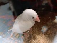 文鳥が止まり木にくちばしをこすりつけているのですが これはどんな意味がある Yahoo 知恵袋