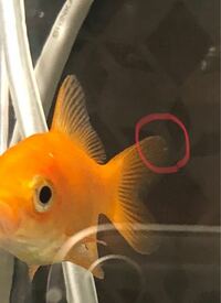 金魚の尾ひれに薄い白い点を見つけてしまいました 以前白点病を見たことが Yahoo 知恵袋